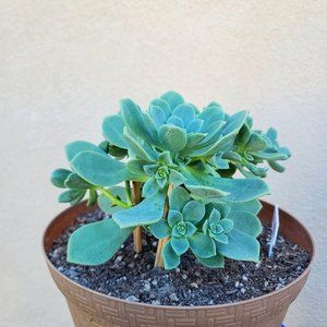 Whole Rooted Aeonium Haworthii Succulent Plant